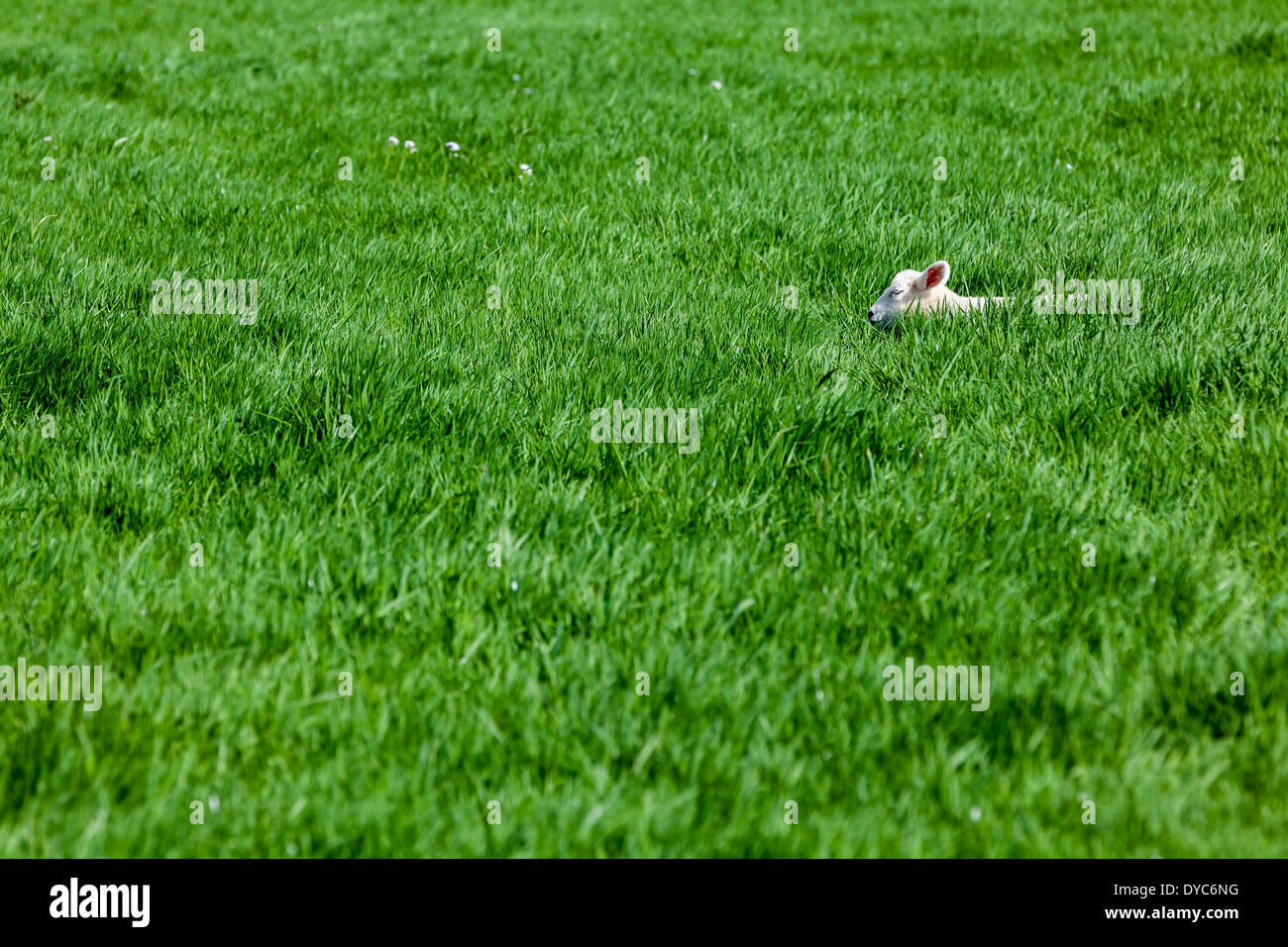 Un agneau dormant dans l'herbe haute dans le domaine Banque D'Images