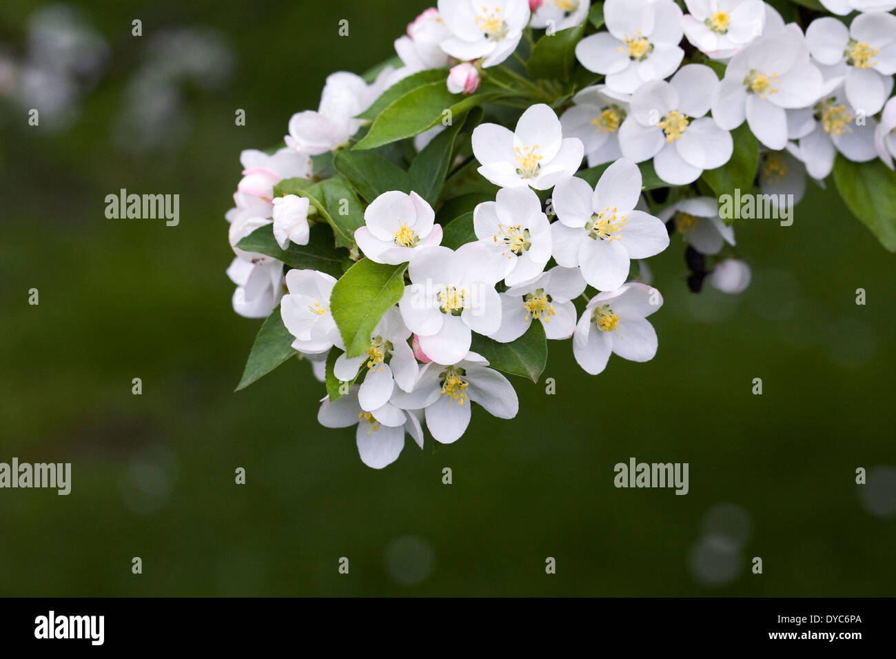Malus floribunda. Japanese flowering crab apple. Banque D'Images
