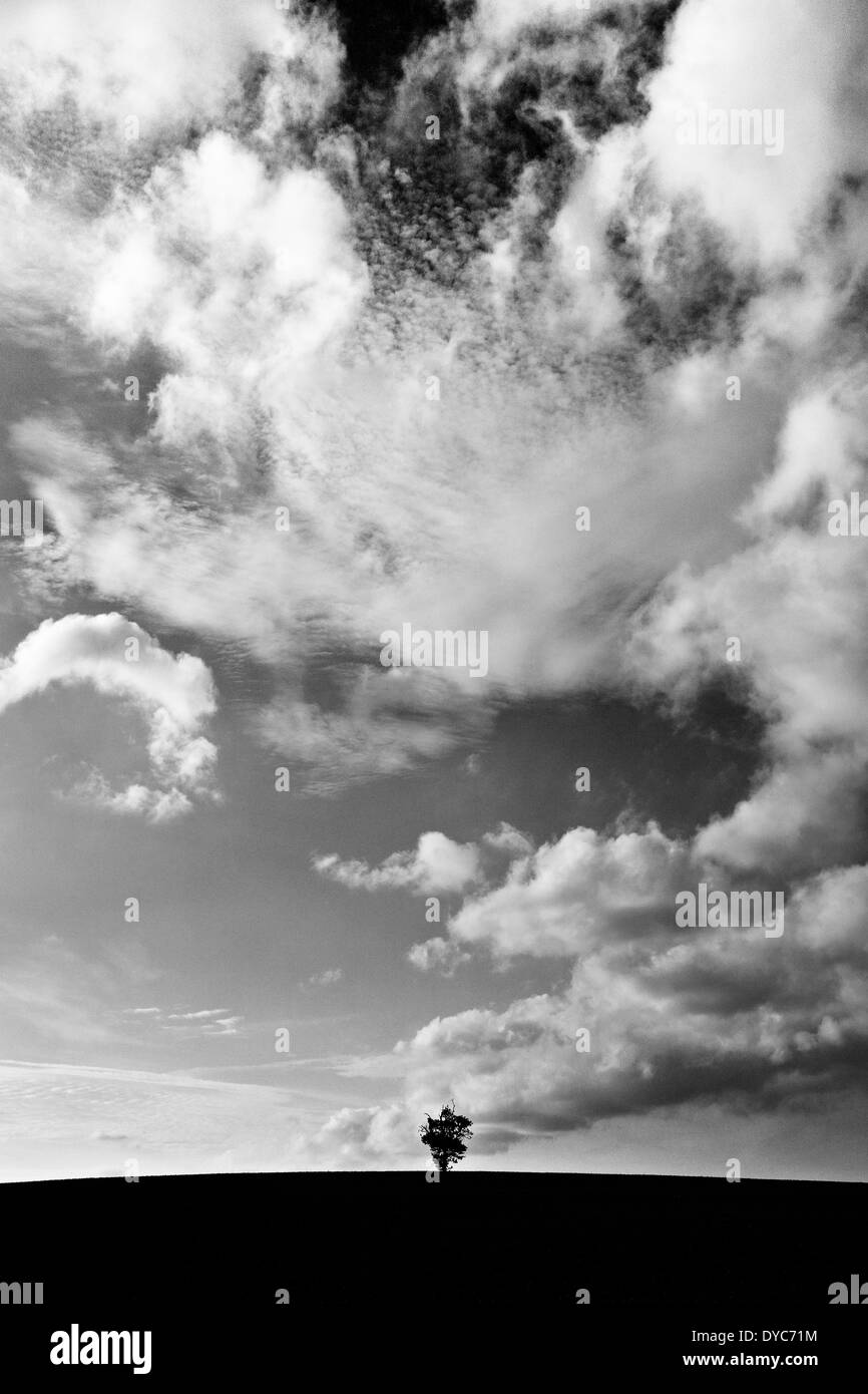Paysage arbre noir et blanc Banque D'Images