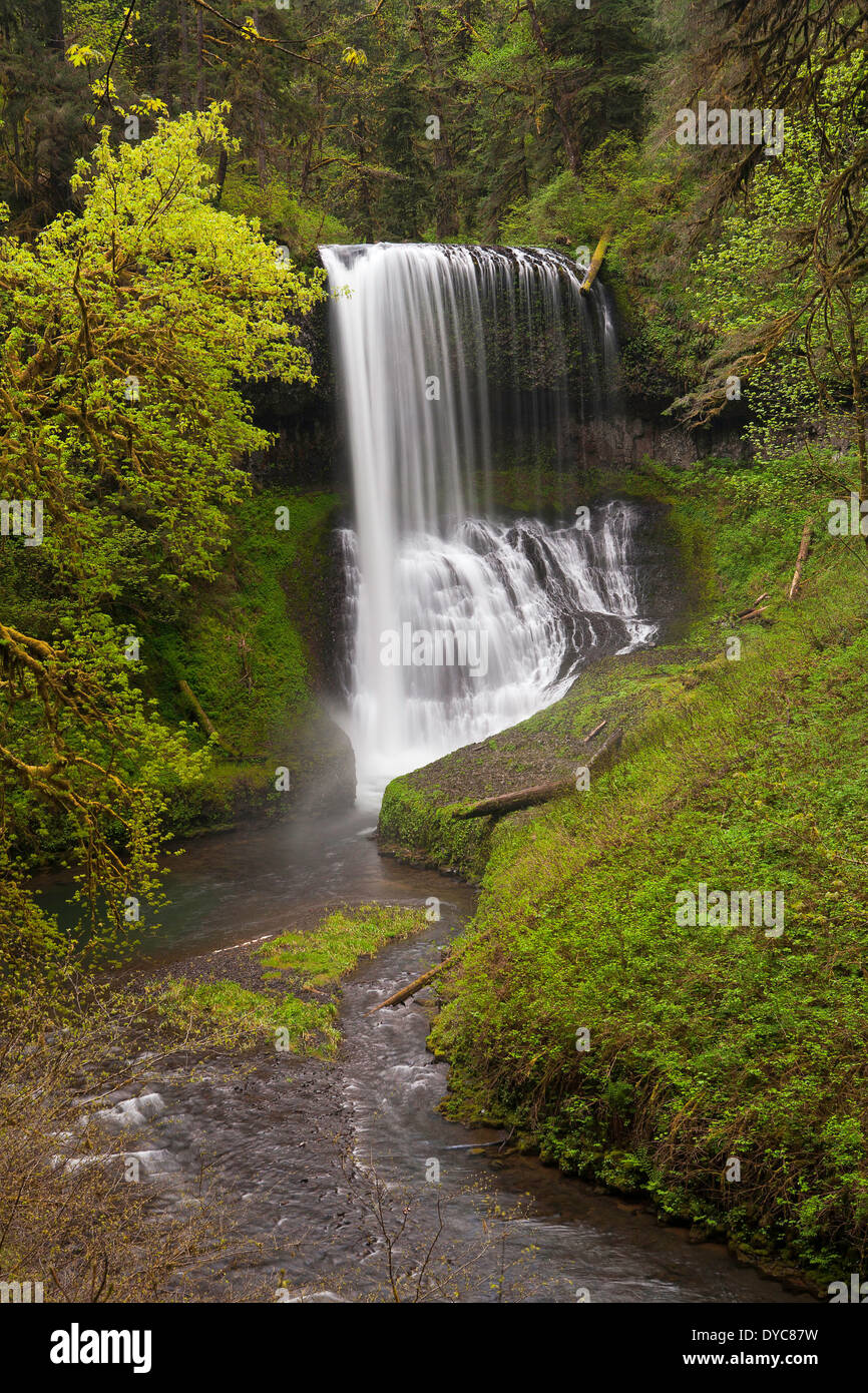 Silver Falls State Park, South Falls, en Oregon. USA. Printemps Banque D'Images