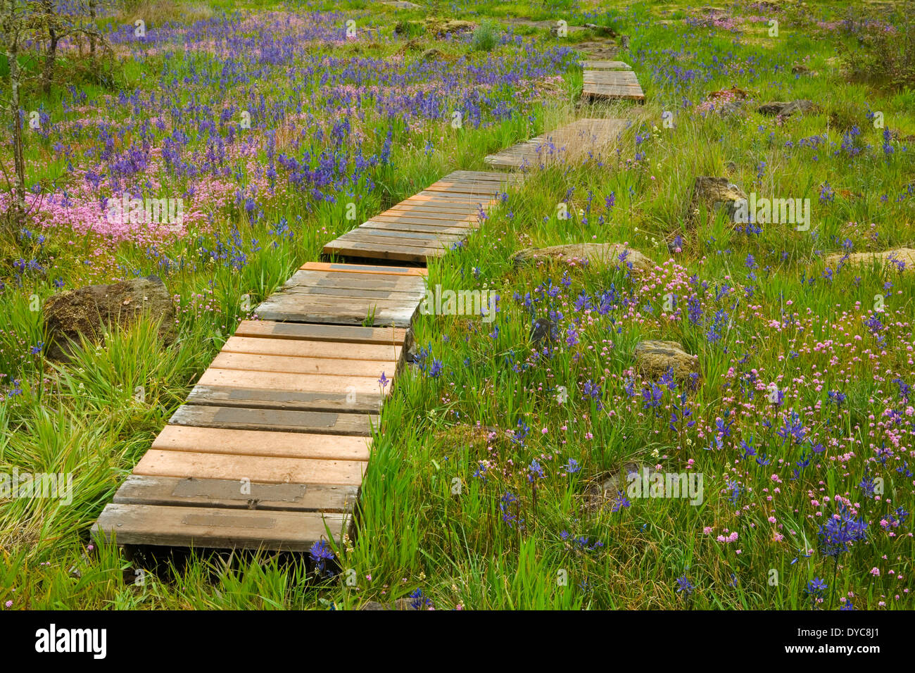 Champ et la promenade de Camas Camassia Natural Area Portland Oregon Camas Camassia quamash est violet (Rosey) et le plectritis Banque D'Images