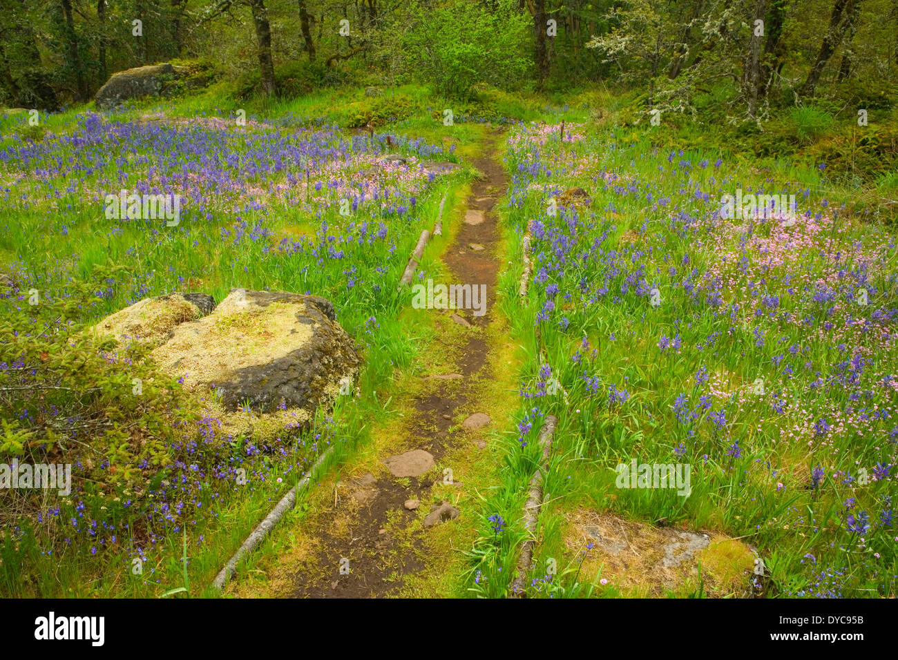 Champ et la promenade de Camas Camassia Natural Area Portland Oregon Camas Camassia quamash est violet (Rosey) et le plectritis Banque D'Images