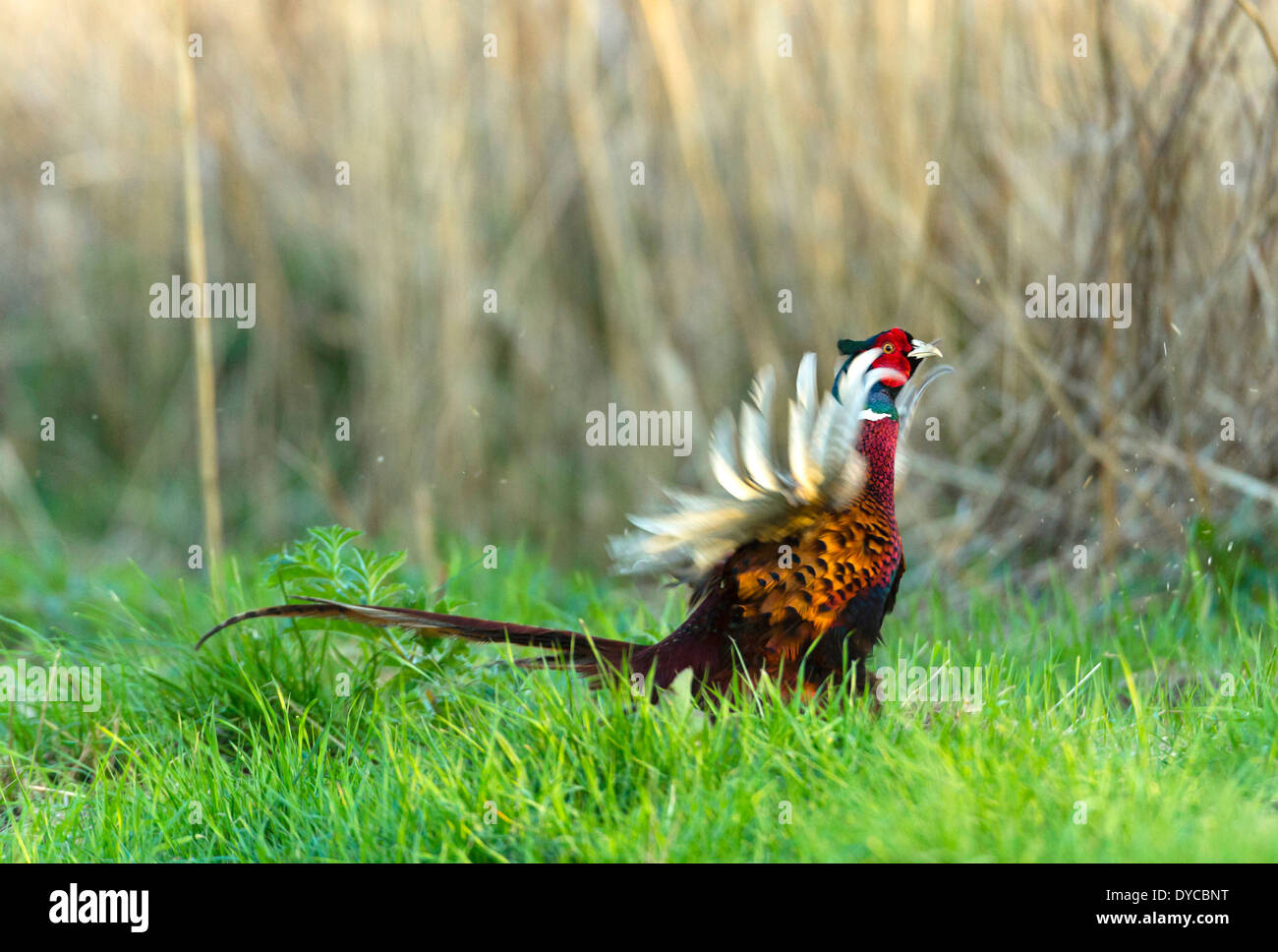 Le faisan mâle appelant affichage de battre ses ailes debout sur l'herbe verte avec des roseaux phragmites en arrière-plan. Banque D'Images