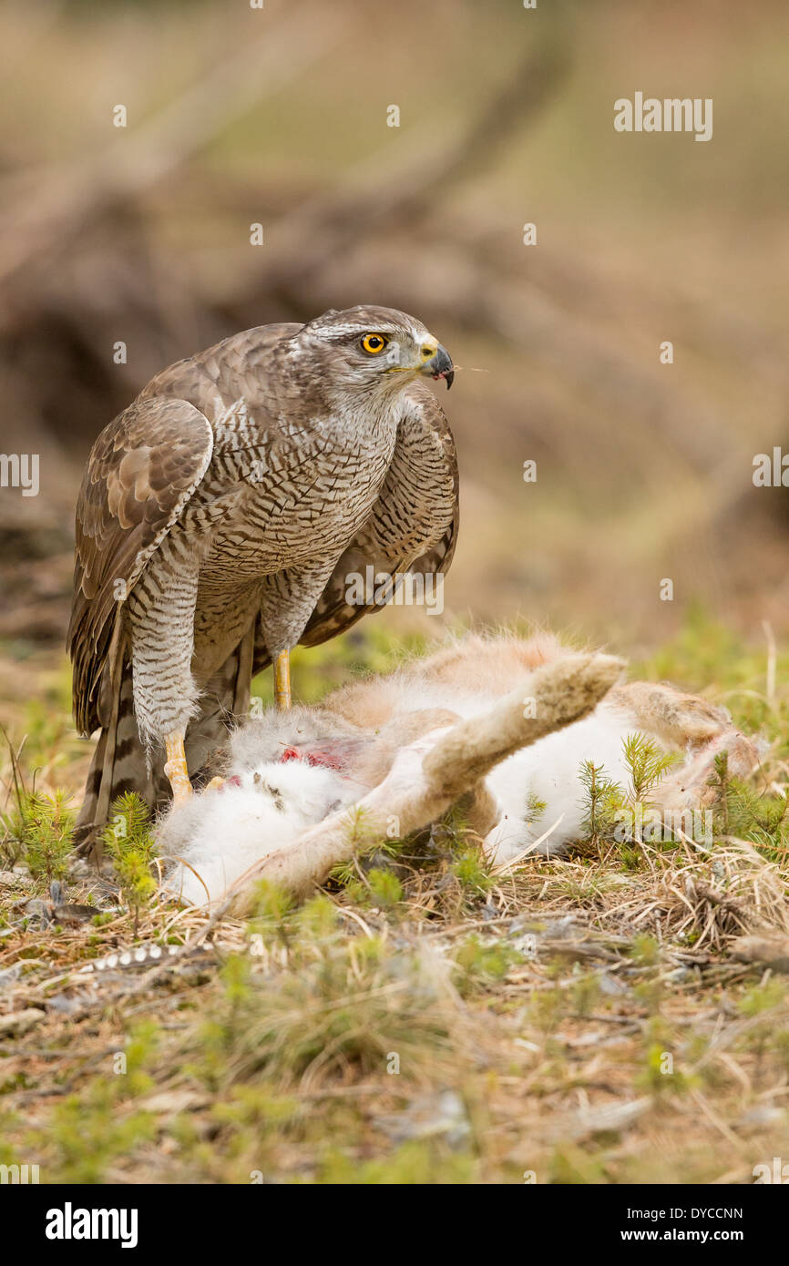 (L'Autour des palombes (Accipiter gentilis) qui se nourrit d'une European Brown Hare (Lepus europaeus) Banque D'Images