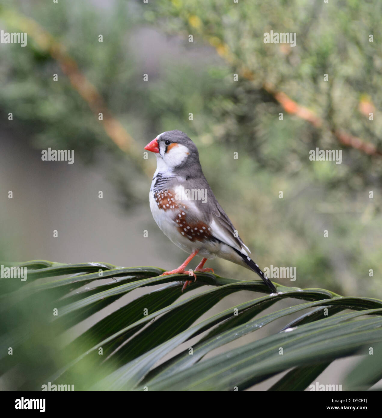 Zebra Finch (Taenopygia guttata) - Australie Banque D'Images