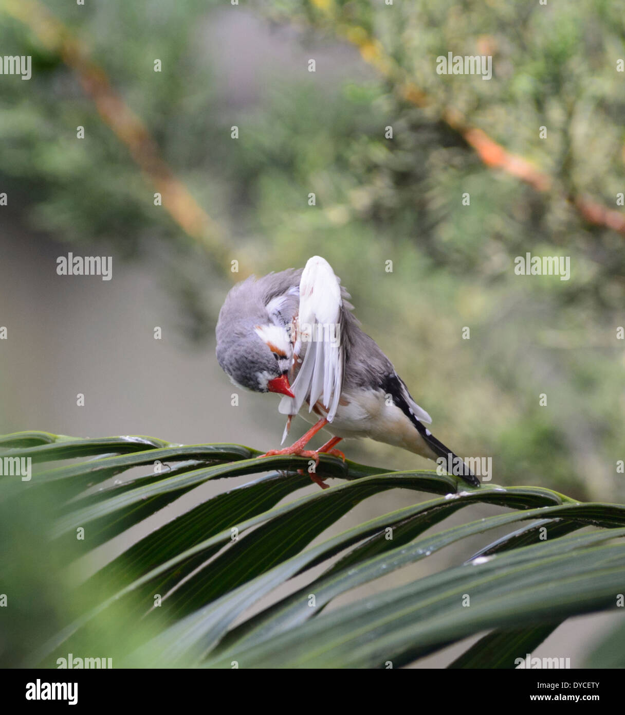 Zebra Finch (Taenopygia guttata) - Australie Banque D'Images