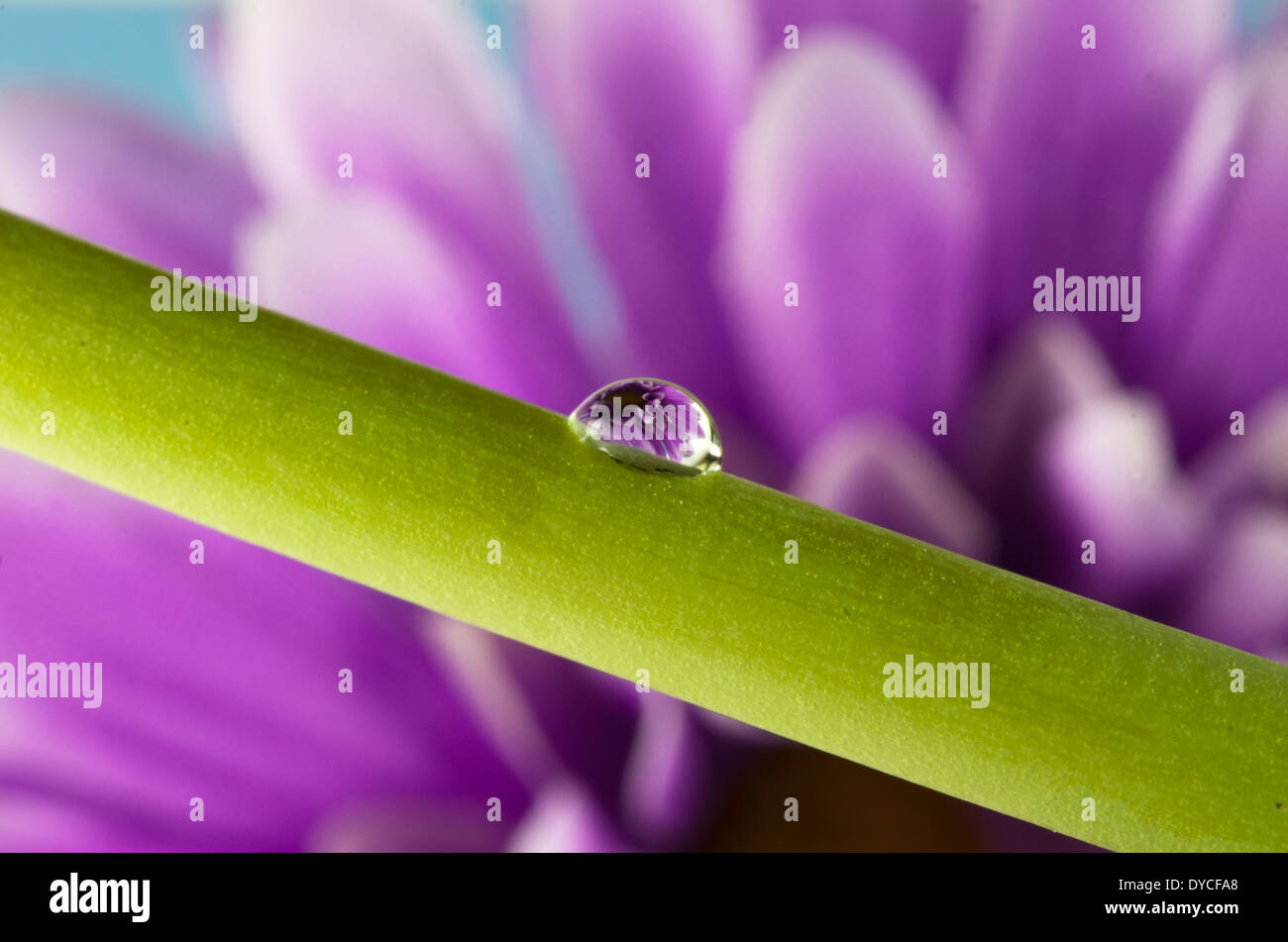 Macro de gouttes d'eau avec reflet de fleur Banque D'Images