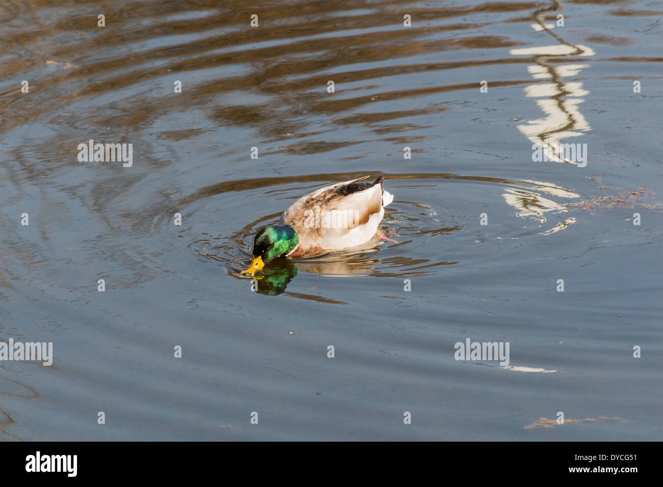 Drake Mallard Duck avec le projet de loi dans l'eau nager en rivière. Banque D'Images