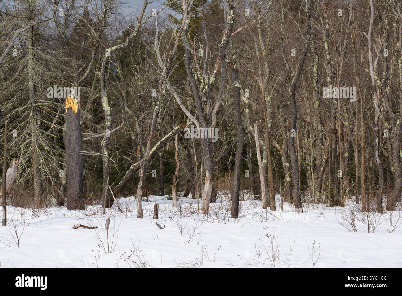 L'est cassé le long de la pine tree Kancamagus Scenic Byway (route 112) dans les Montagnes Blanches du New Hampshire, USA Banque D'Images