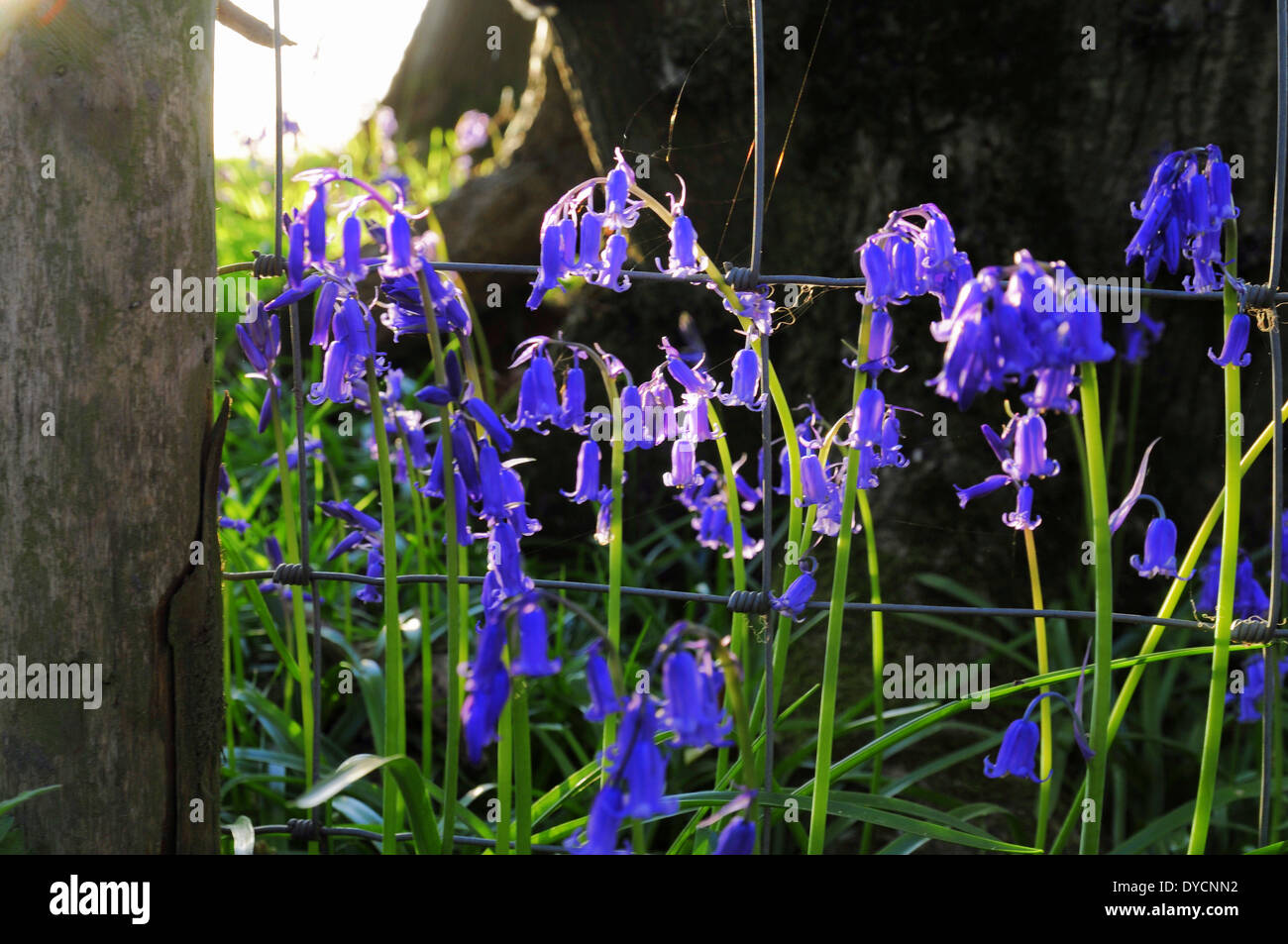 Ashburnum, East Sussex, Royaume-Uni. 14 Avril 2014. Bluebells dans les bois près d'Ashburnum. Banque D'Images