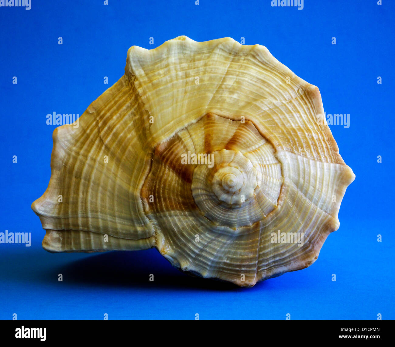 Mère nature affiche ses œuvres sur la fin de ce coquillage Bulot La foudre du golfe du Mexique trouvés en Floride, USA. Banque D'Images