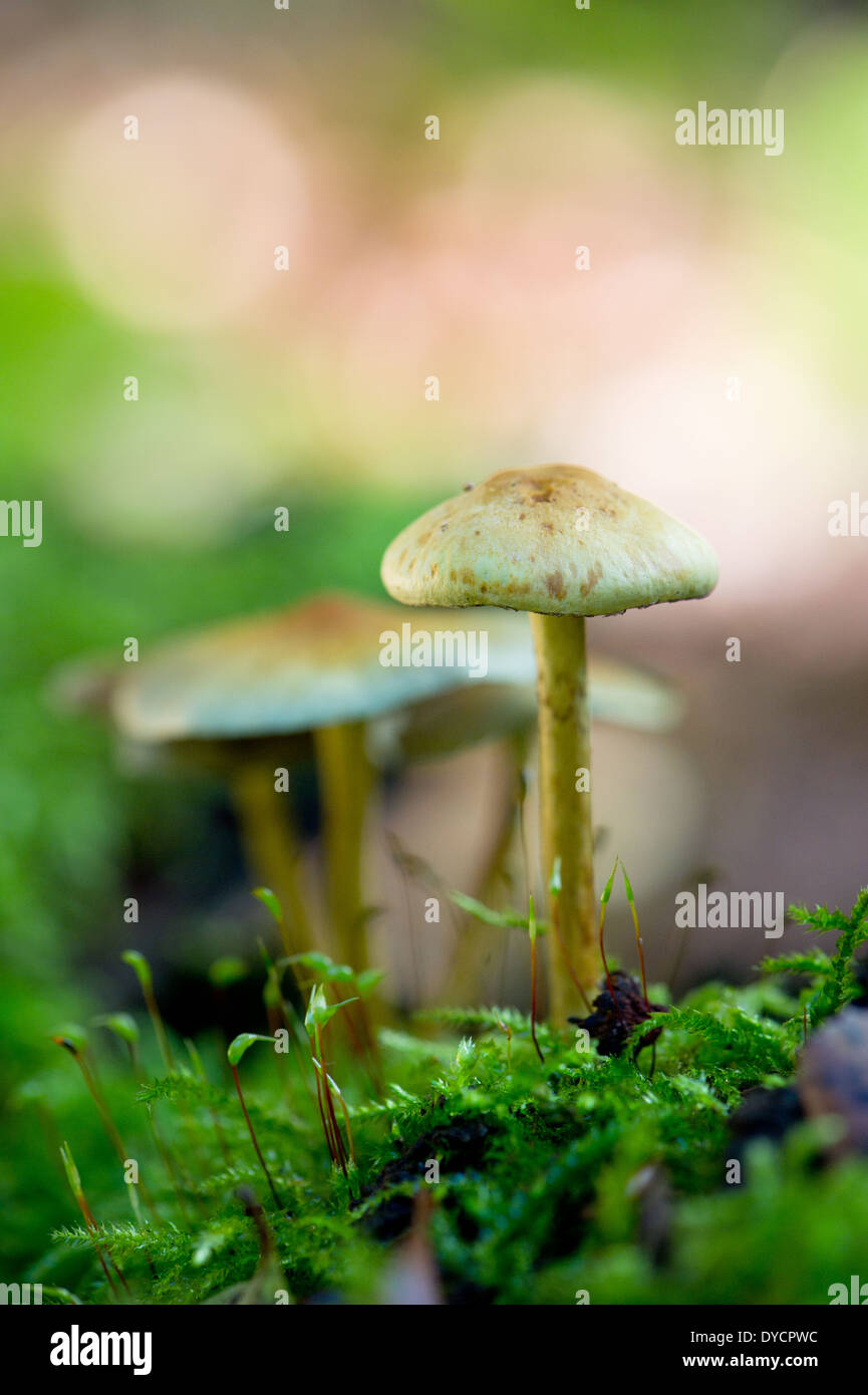 Seule touffe de soufre dans la forêt de champignons Banque D'Images
