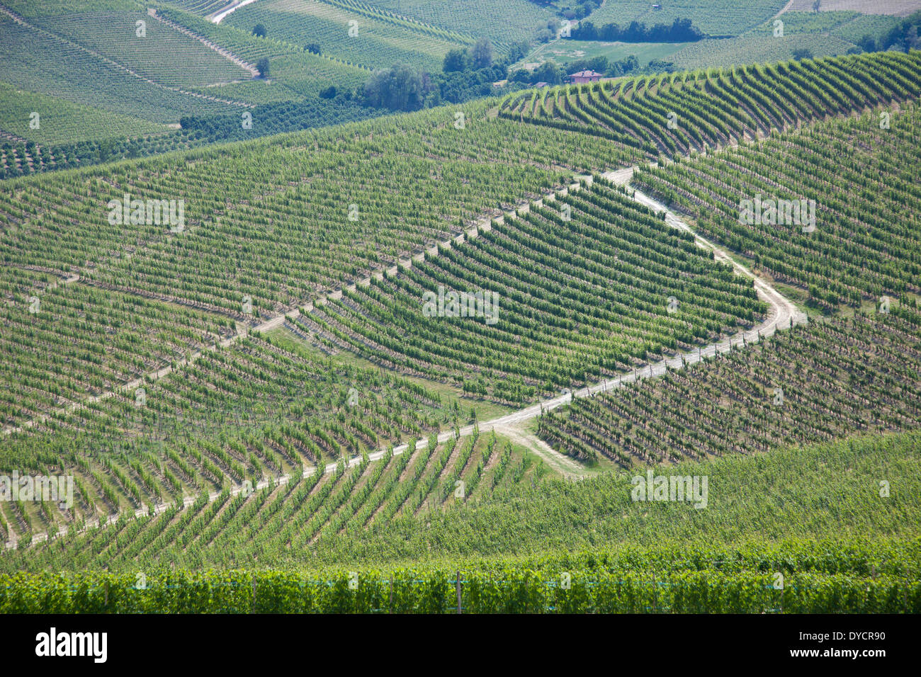 Vignes, Barolo, région des Langhe, Cuneo, Piémont, Italie, Europe Banque D'Images