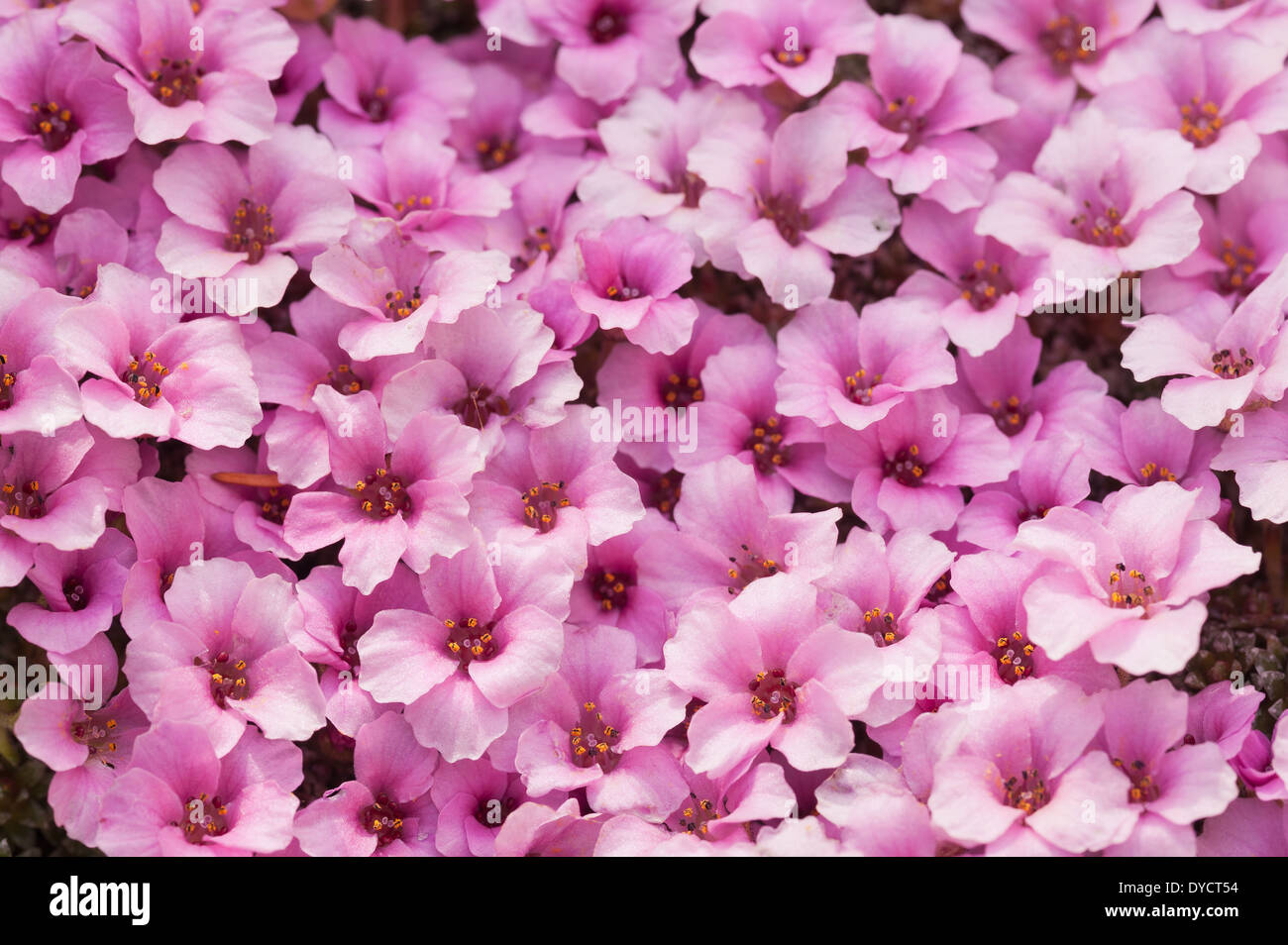 La saxifrage à feuilles opposées alpin minute fleurs roses créer un micro tapis d'éclore au printemps Banque D'Images