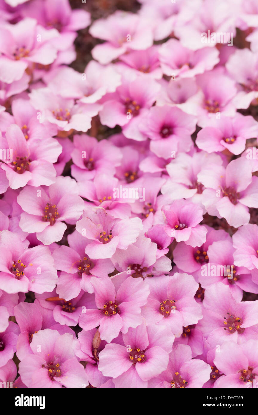 La saxifrage à feuilles opposées alpin minute fleurs roses créer un micro tapis d'éclore au printemps Banque D'Images