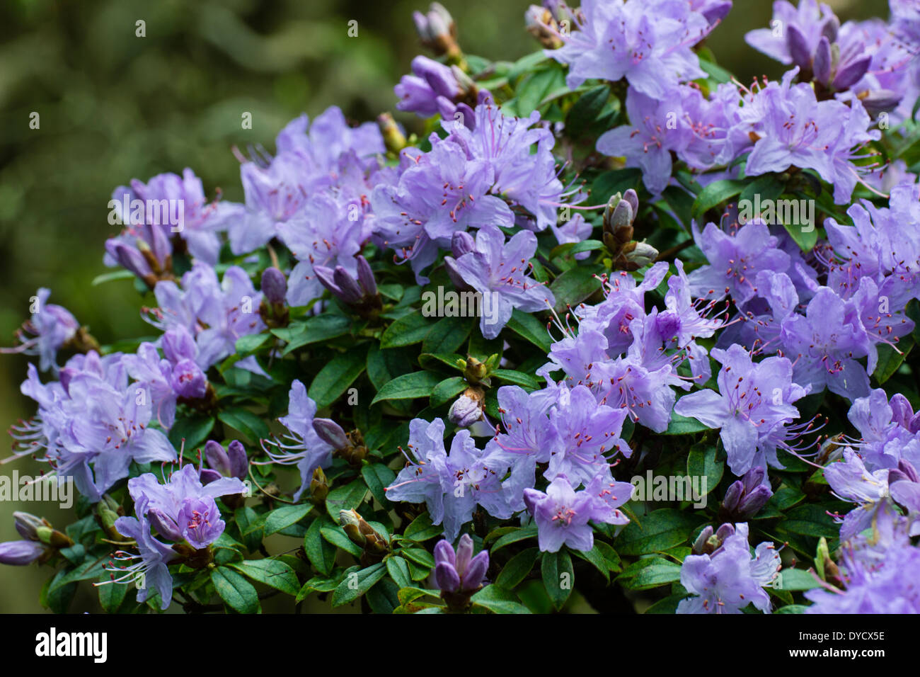 Fleurs de Printemps mi massés Rhododendron 'Penheale Blue' Banque D'Images