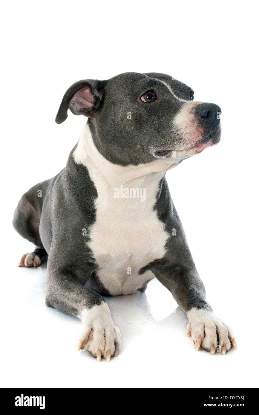 Portrait d'un American Staffordshire terrier in front of white background Banque D'Images