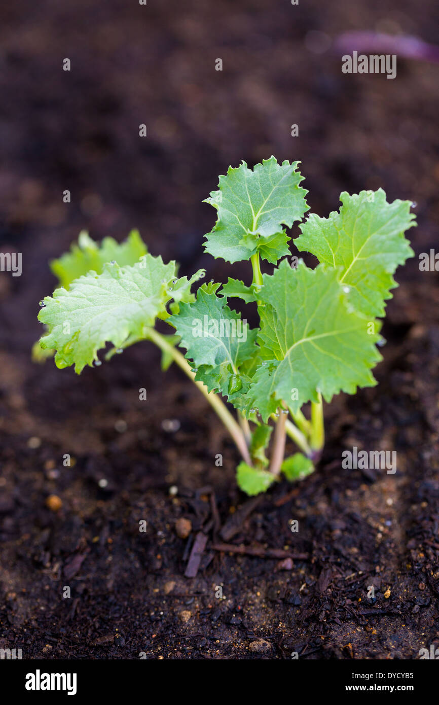Kale biologiques crus poussant dans un lit de jardin. Banque D'Images