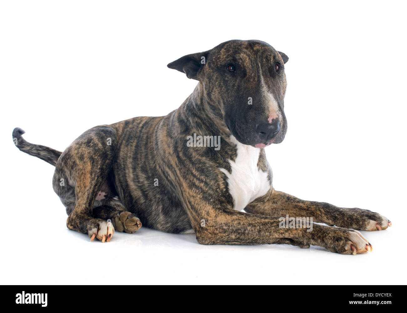 Bull Terrier in front of white background Banque D'Images