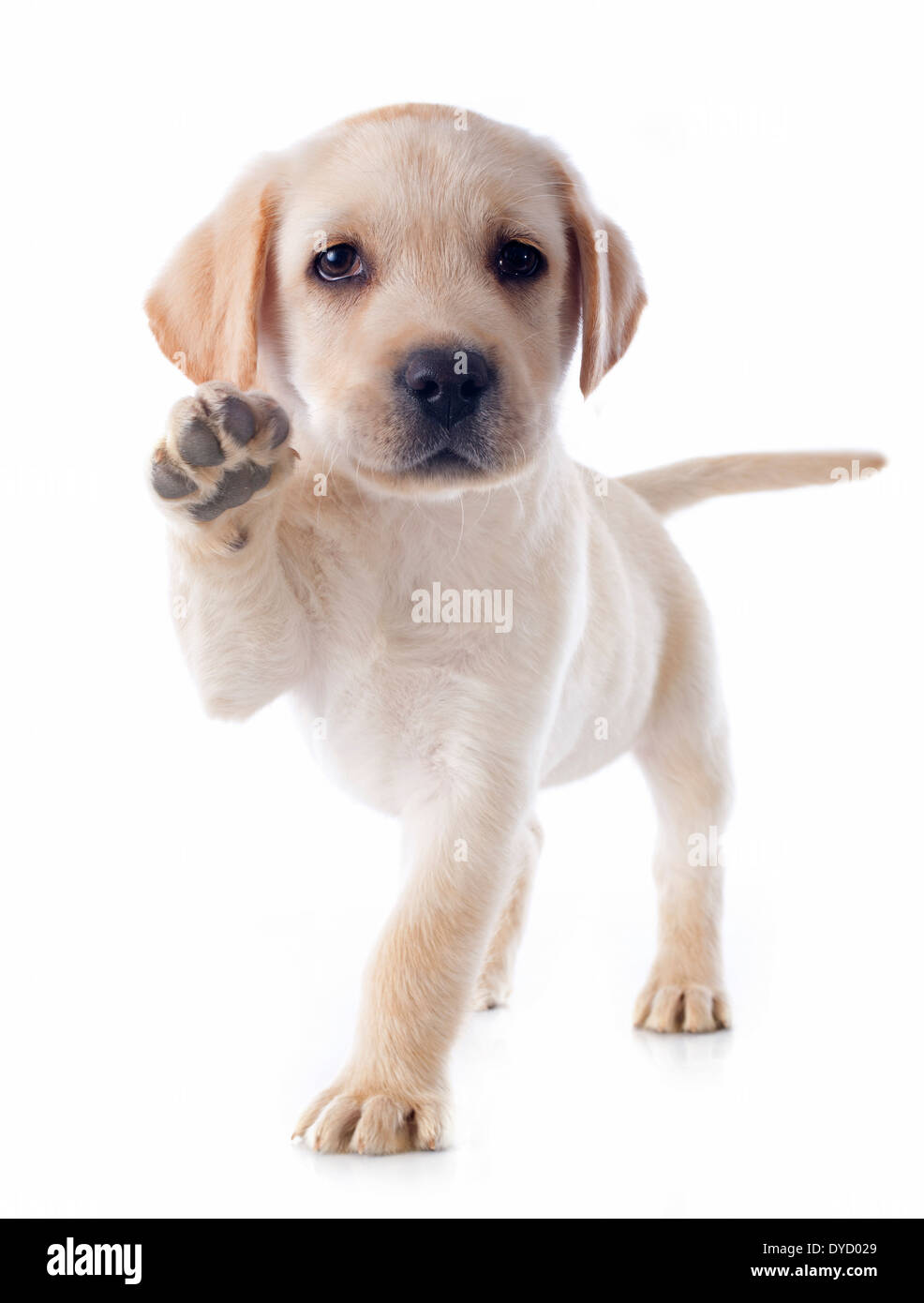 Chiot de race labrador retriever dans un studio Banque D'Images Chiot de race labrador retriever dans un studio Banque D'Images