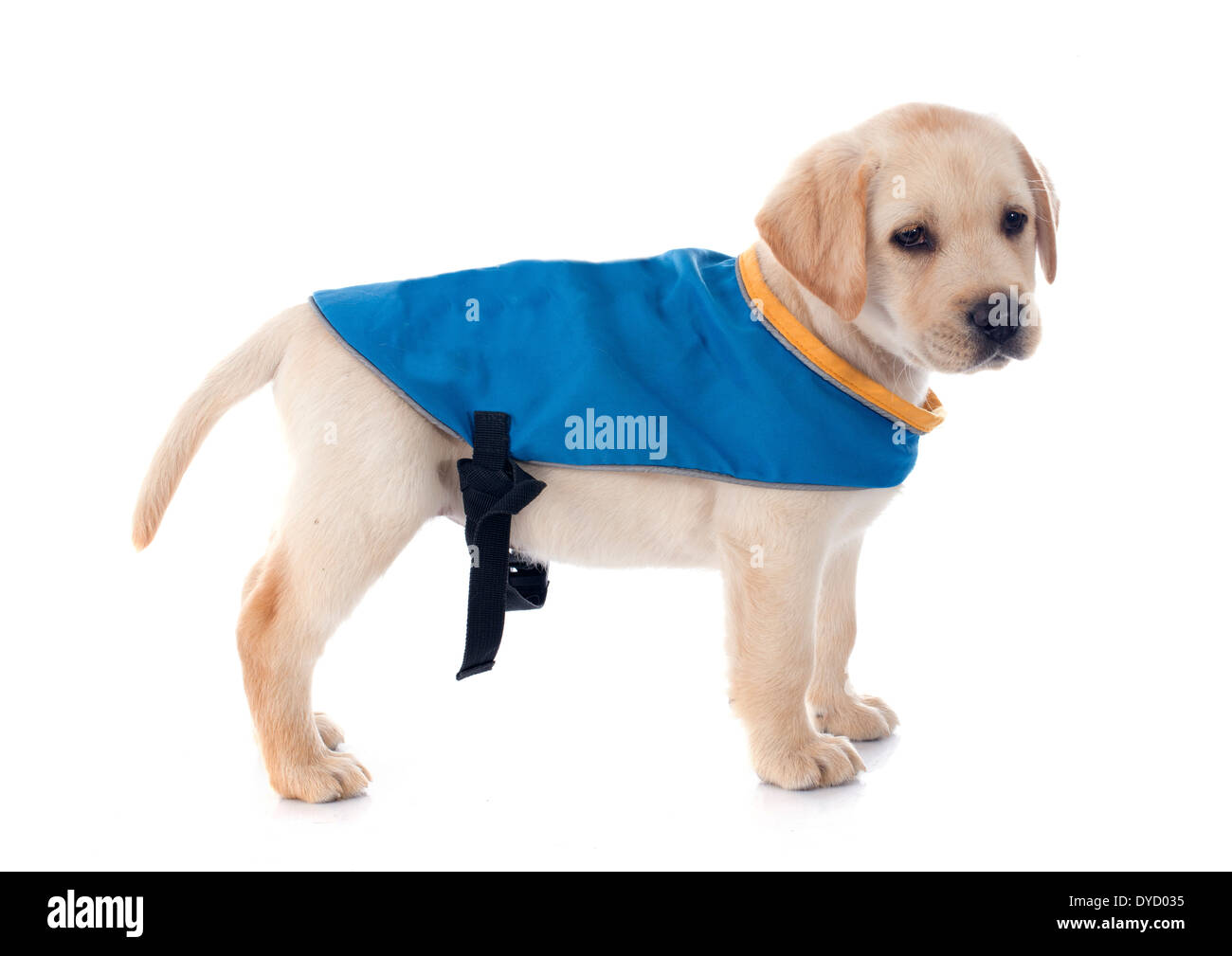 Chiot de race labrador retriever dans un studio Banque D'Images Chiot de race labrador retriever dans un studio Banque D'Images