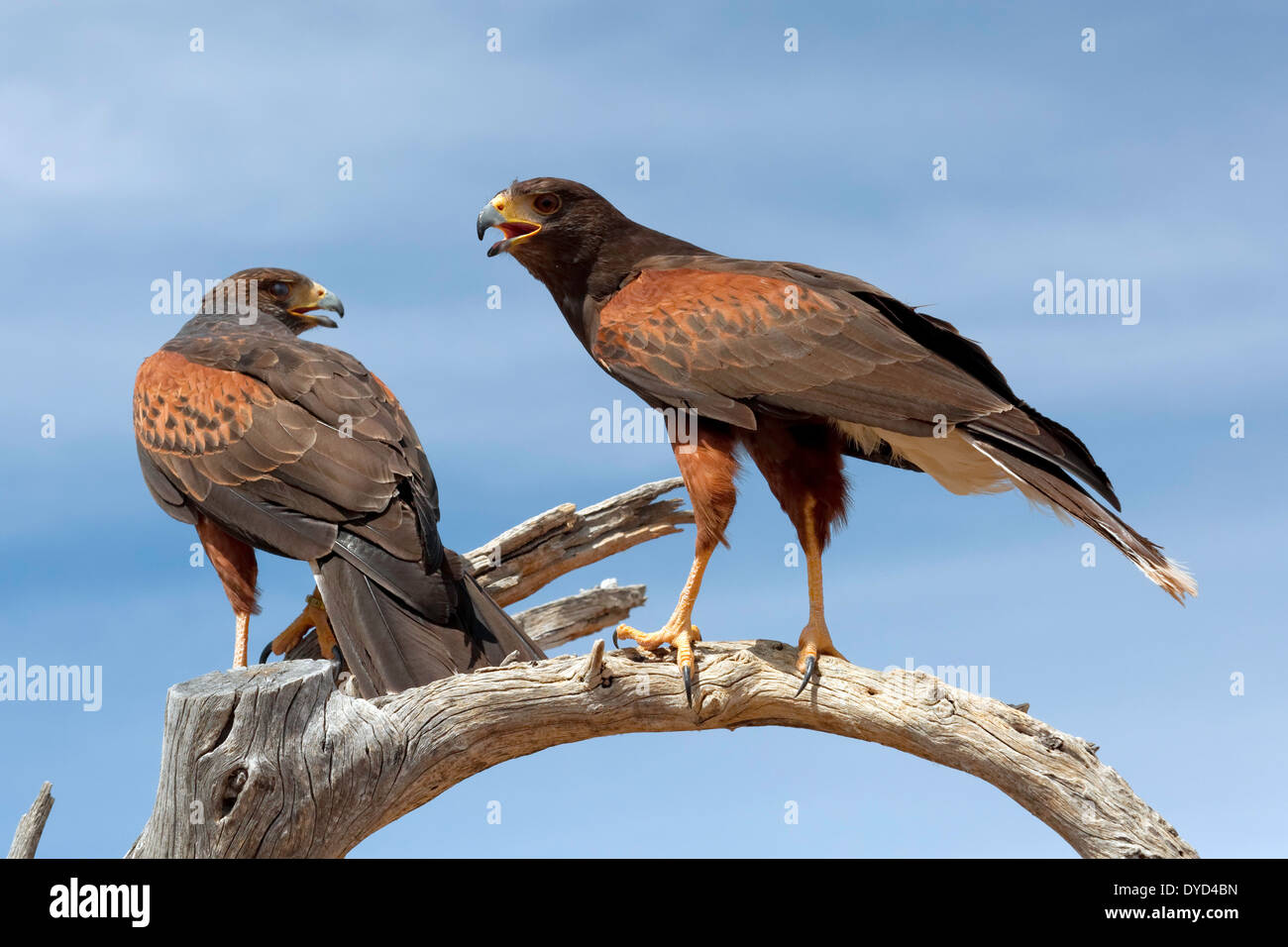 Hawk Harris Parabuteo unicinctus (paire) Banque D'Images