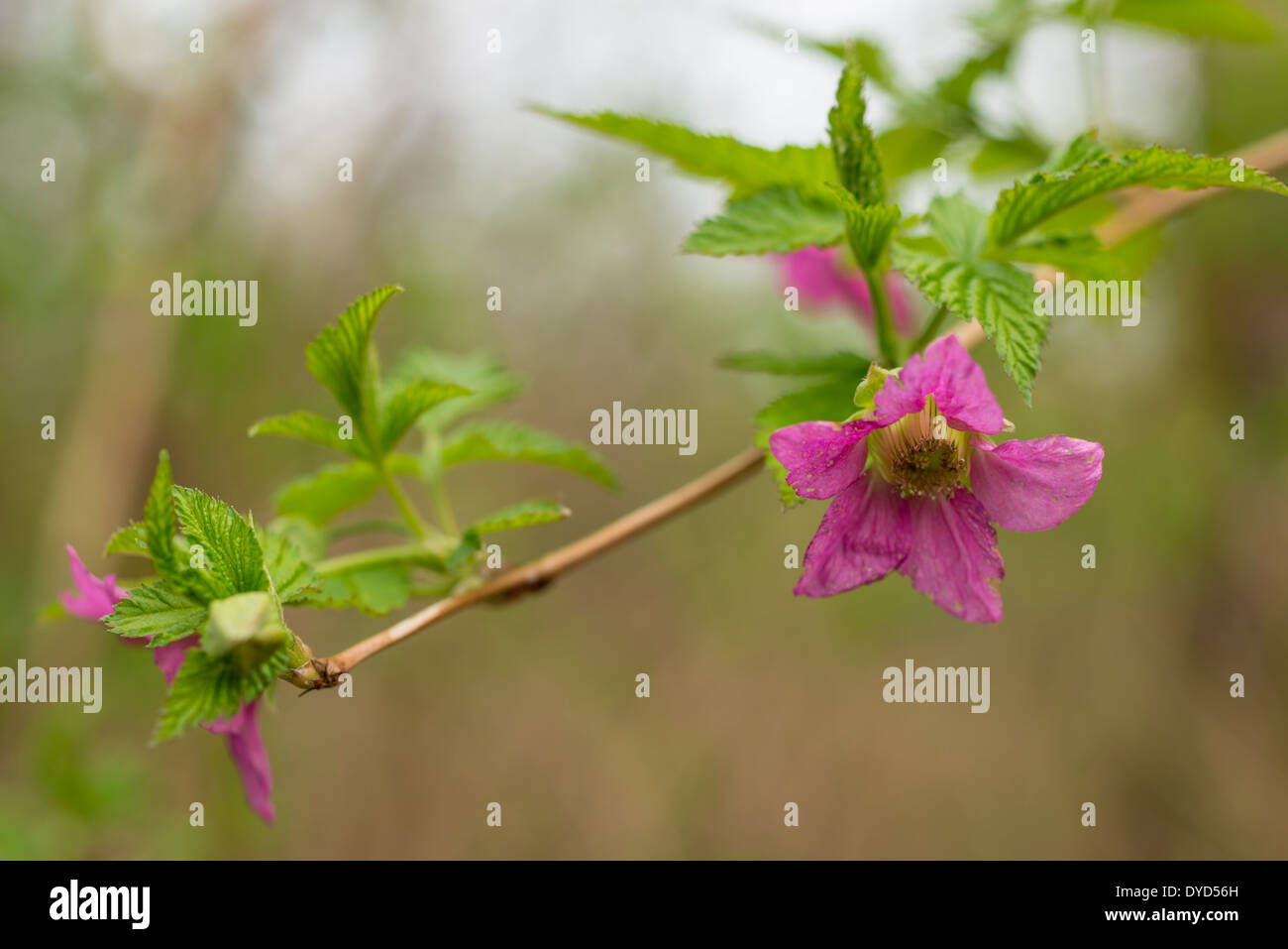 Printemps en fleurs fleurs rose sur une branche couverte de feuilles vertes Banque D'Images