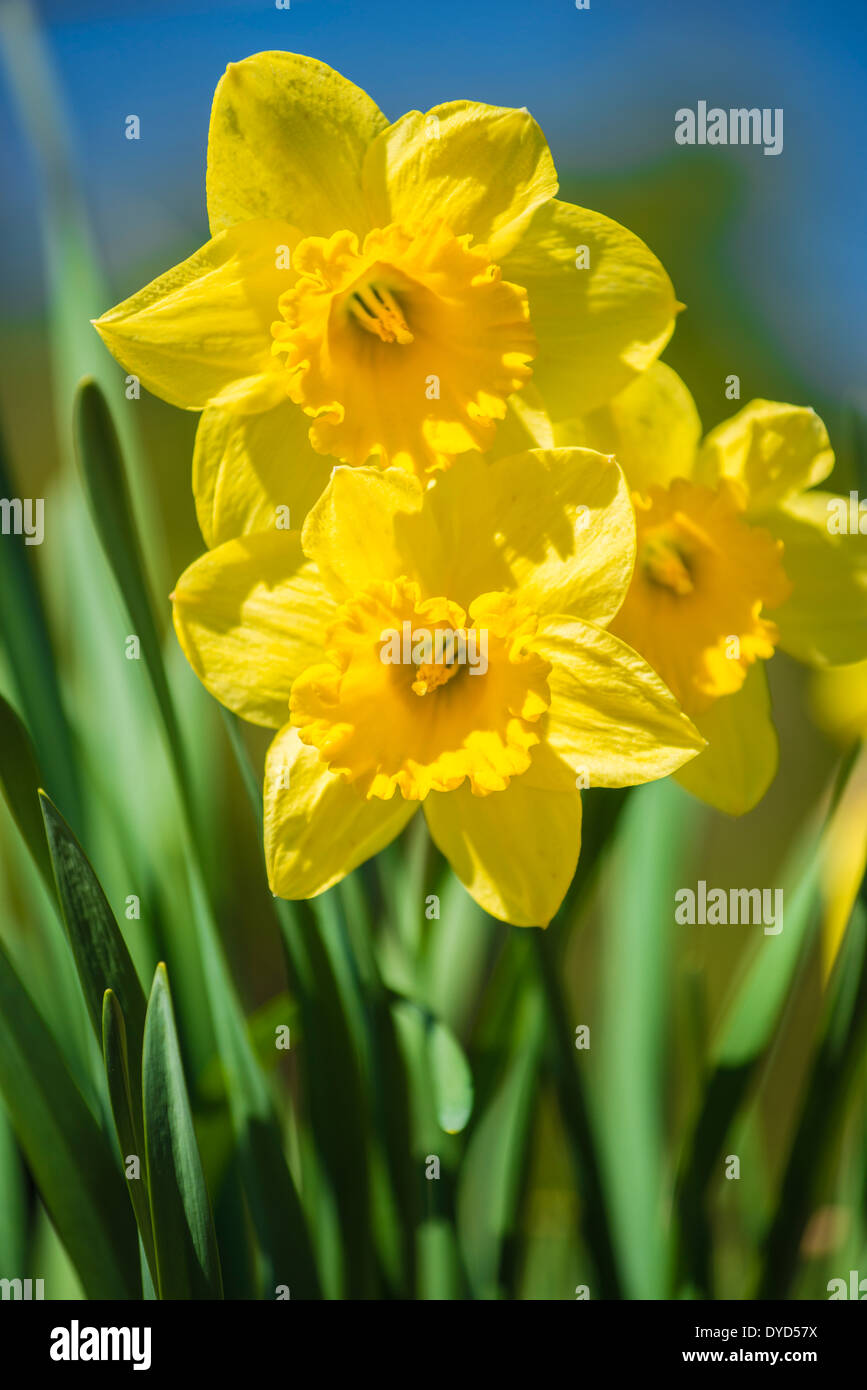 Narcisse jaune fleuri entièrement au printemps fleurs Banque D'Images