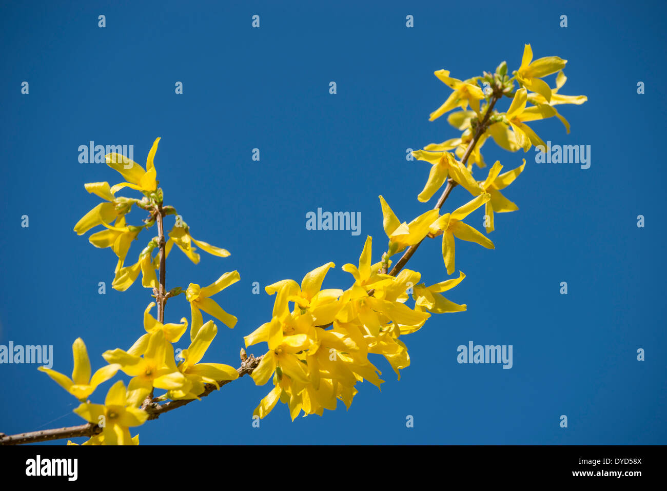 Vue d'une branche en fleur jaune au printemps avec un ciel bleu en arrière-plan Banque D'Images