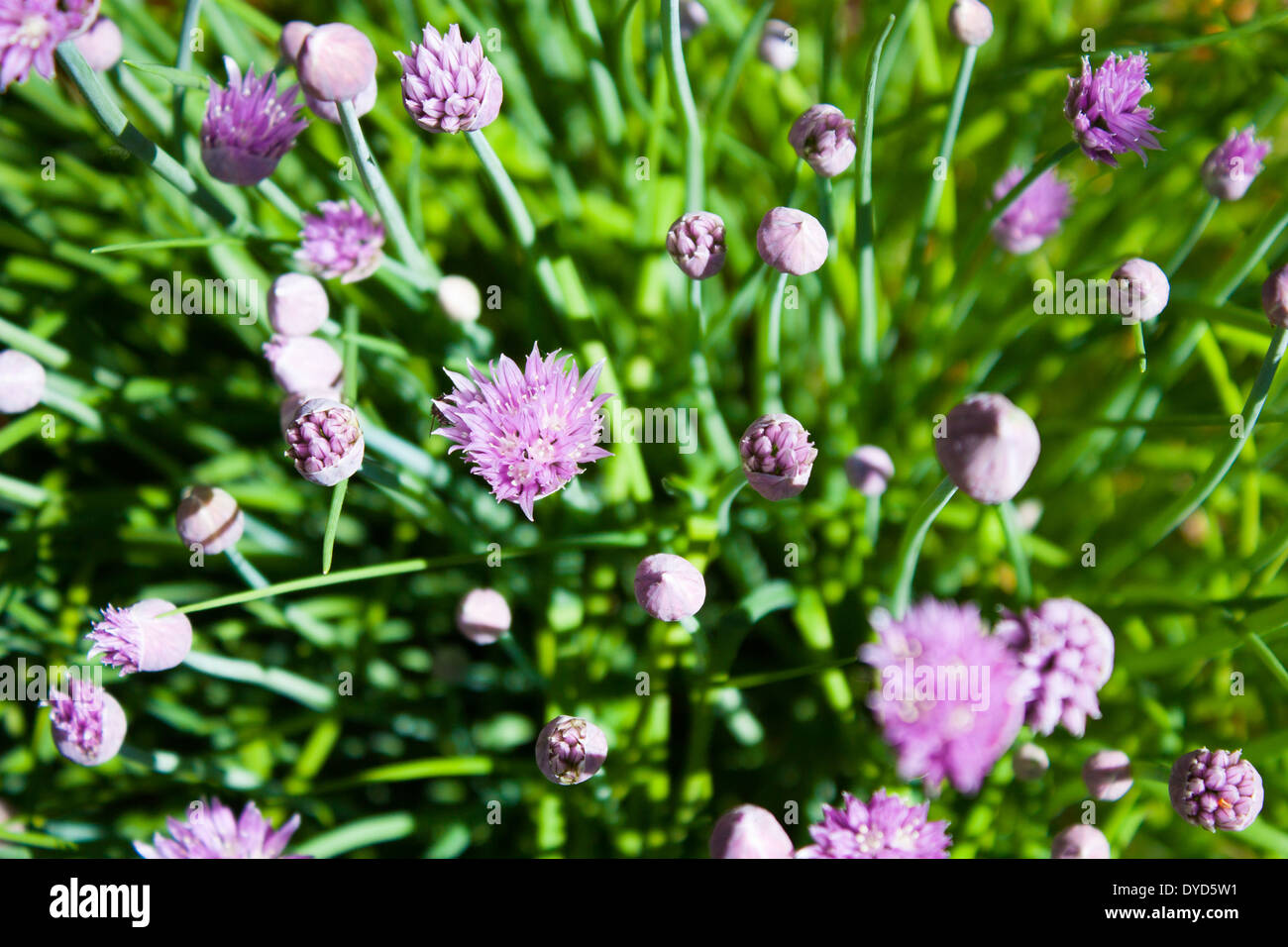 Les bourgeons et fleurs violet pousse la tête vers le soleil dans cette brousse de ciboulette Banque D'Images