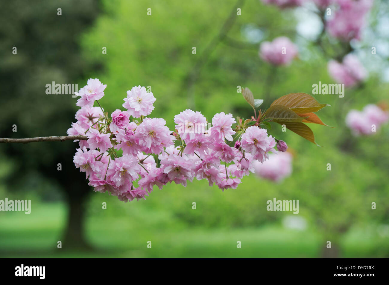 Prunus Kanzan. Fleur de cerisier Rose Double Banque D'Images