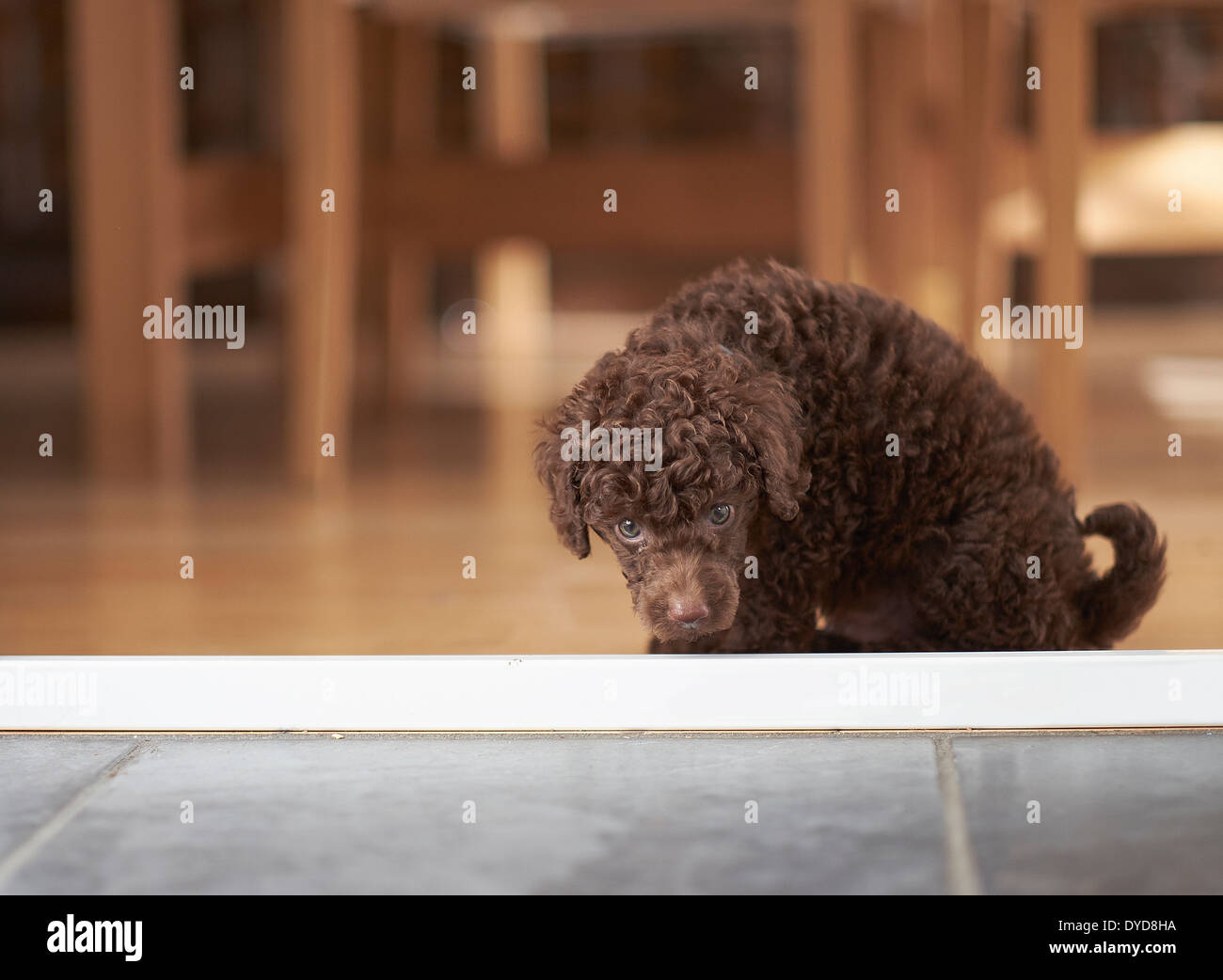 Un caniche miniature reniflant le sol. Banque D'Images