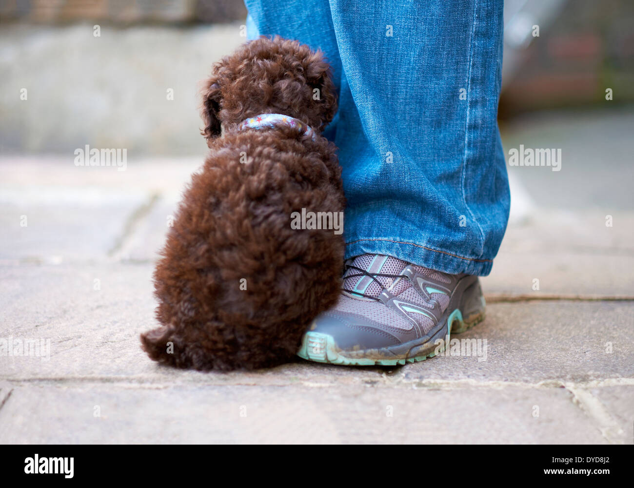 Un caniche miniature timide assis par son propriétaire à l'extérieur de la jambe. Banque D'Images