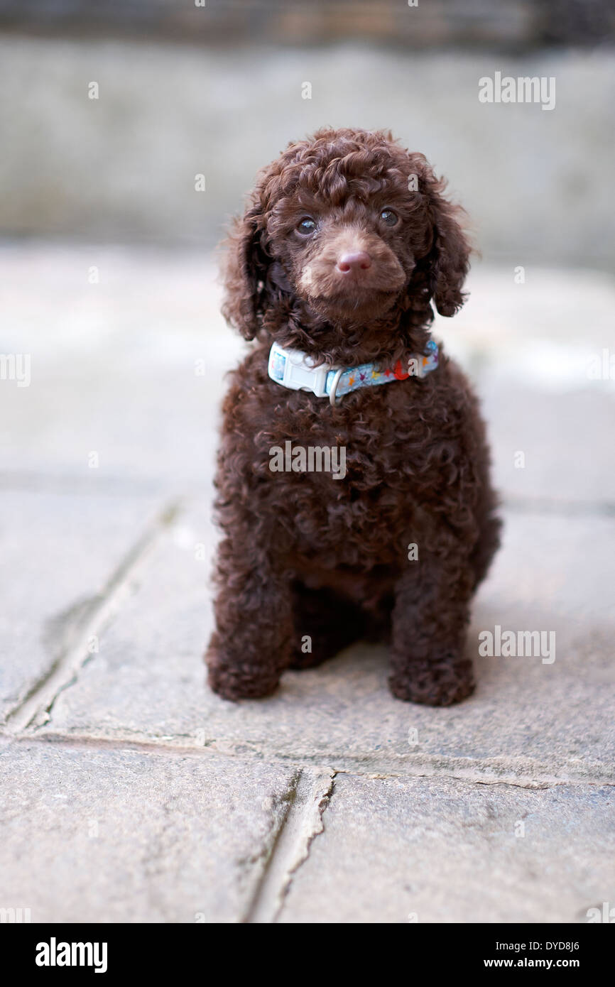 Un certain caniche miniature reniflant le sol. Banque D'Images