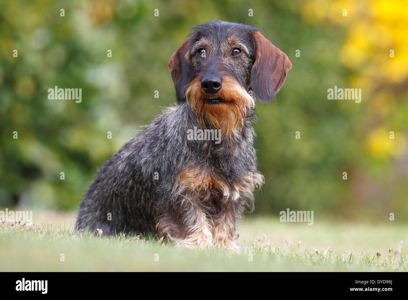 Teckel à poil dur, homme assis dans l'herbe, Allemagne Banque D'Images