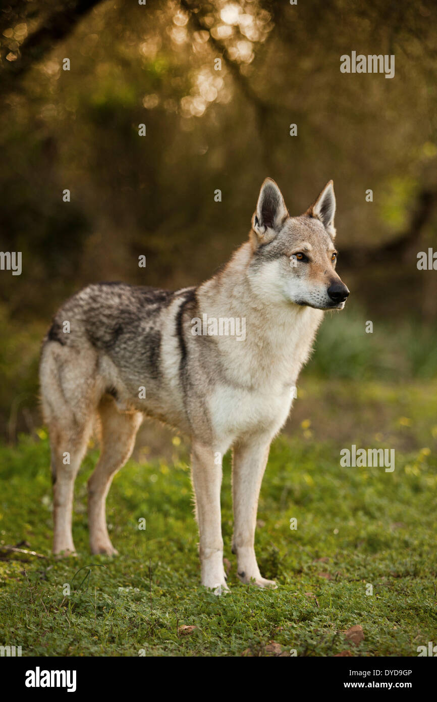 Chien Loup tchécoslovaque, 3,5 ans, homme, debout, Majorque, Îles Baléares, Espagne Banque D'Images