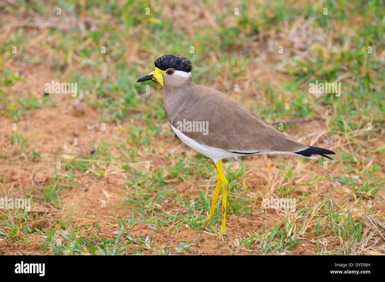Yellow-réorganisation sociable (Vanellus malarbaricus), le Parc National de Bundala, Province du Sud, Sri Lanka Banque D'Images