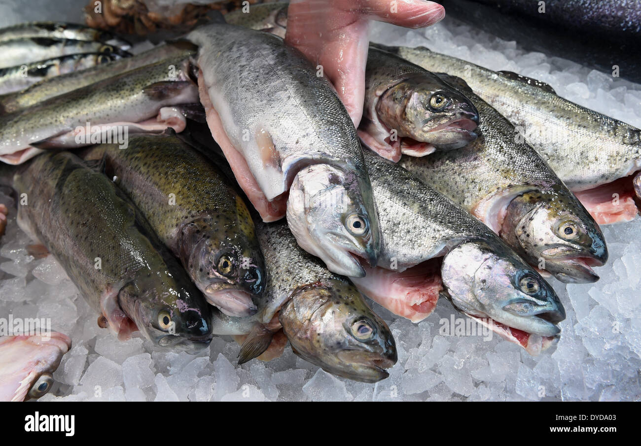 Langenhagen, Allemagne. Apr 15, 2014. Les truites d'élevage se situent sur un comptoir de vente à un marché hebdomadaire de Langenhagen, Allemagne, 15 avril 2014. Le poisson est un repas traditionnel le vendredi saint. Selon l'industrie du poisson les prix sont censés rester stables, cependant. Photo : HOLGER HOLLEMANN/DPA/Alamy Live News Banque D'Images