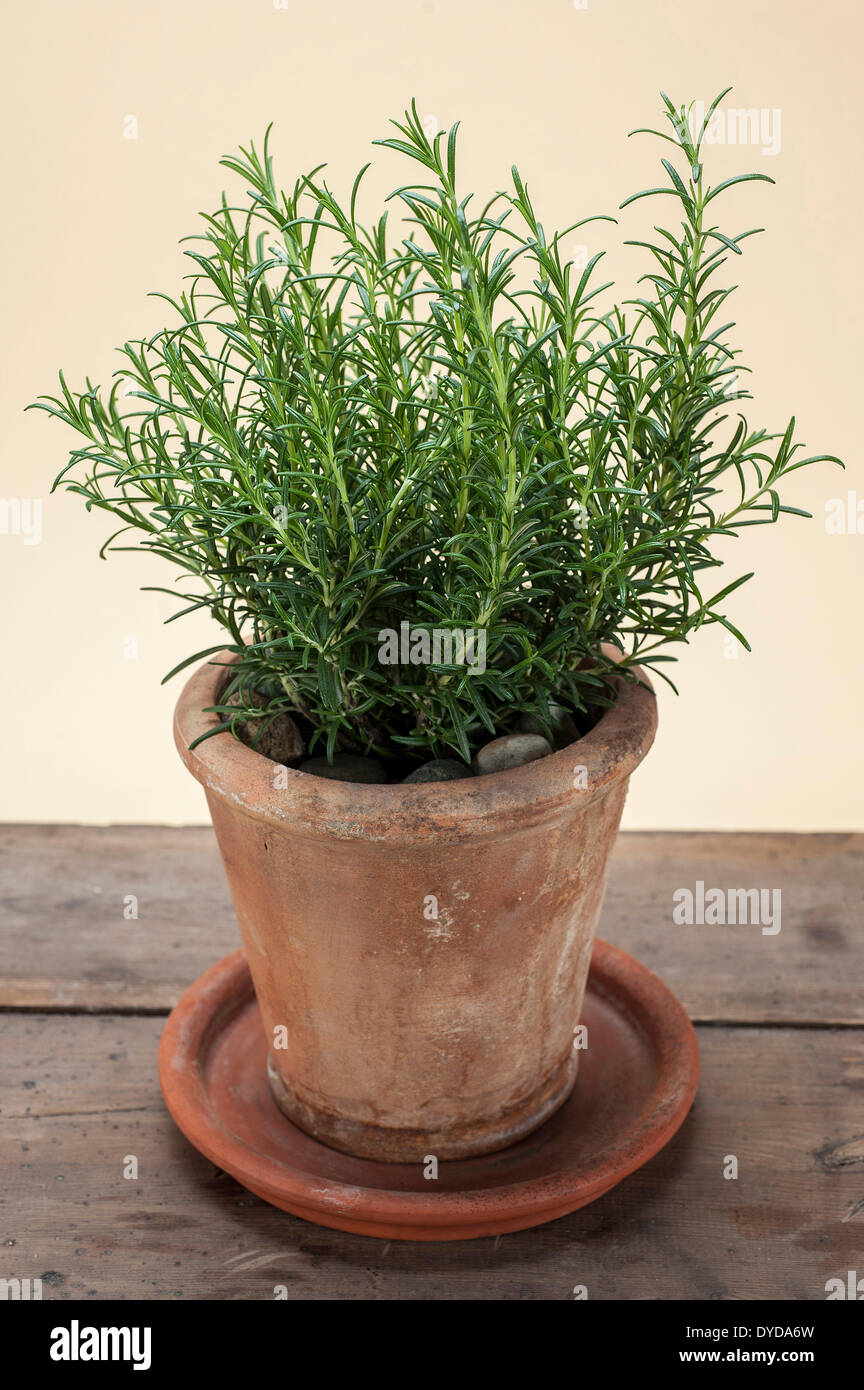 Romarin (Rosmarinus officinalis) croissant dans un pot en terre cuite sur une table en bois
