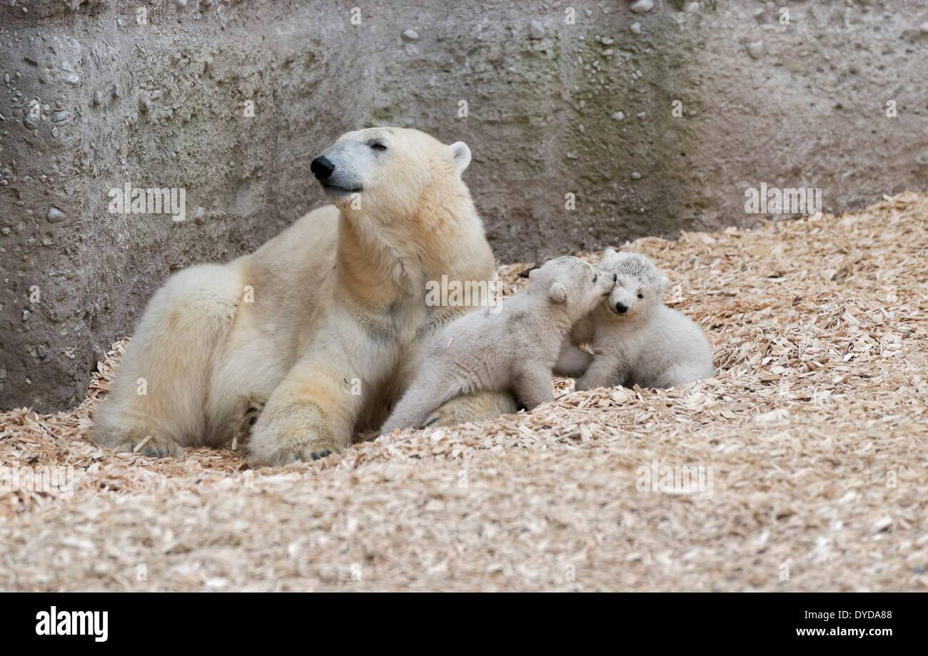 L'ours polaire (Ursus maritimus), d'Oursons jouant, Nela et Nobby, 14 semaines, avec leur mère, Giovanna, zoo Hellabrunn, Munich Banque D'Images