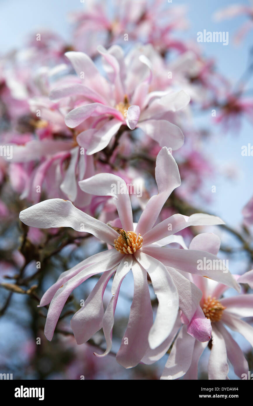 La floraison des magnolias, variété Leonard Messel, ornementales, forme hybride (Magnolia Magnolia x loebneri Leonard Messel) Banque D'Images