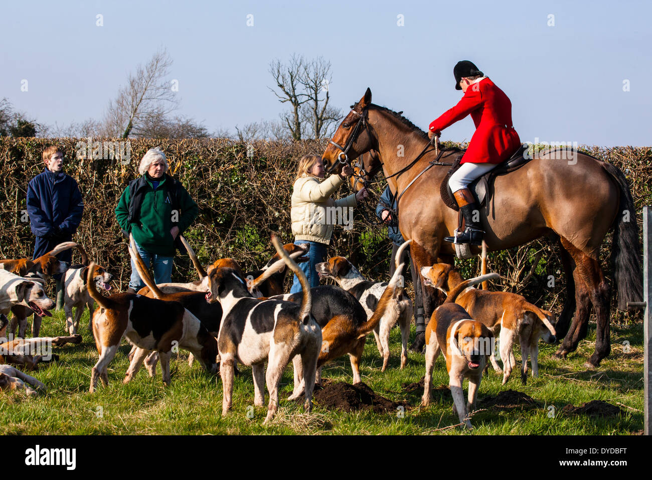 Fox hunt prépare à mettre hors tension. Banque D'Images