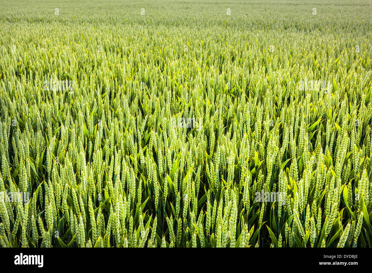Un champ de blé prêt à mûrir en vue de la récolte. Banque D'Images