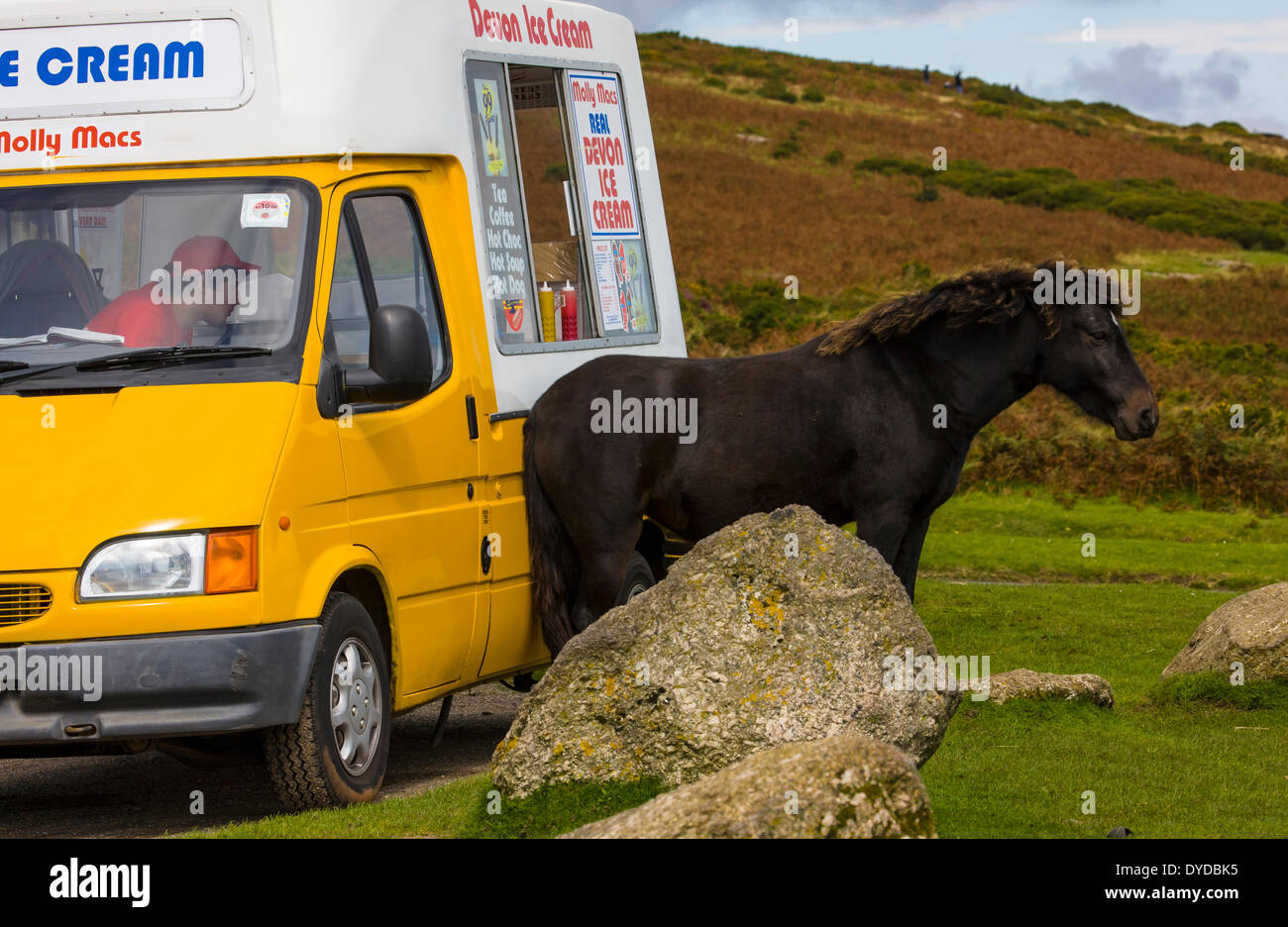 Poney Dartmoor avec sweet itch. Banque D'Images