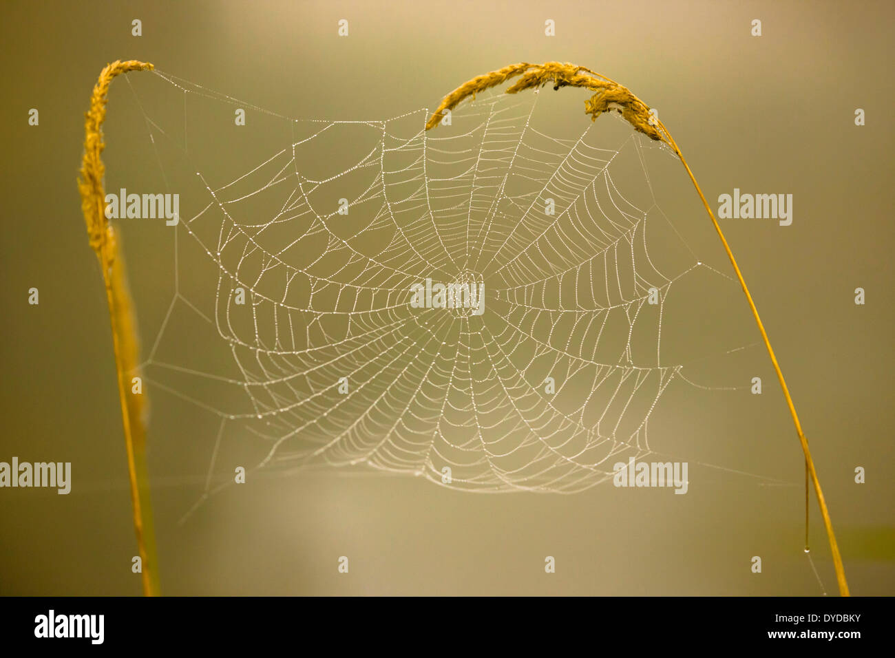 Cobweb entre les deux oreilles d'herbe. Banque D'Images