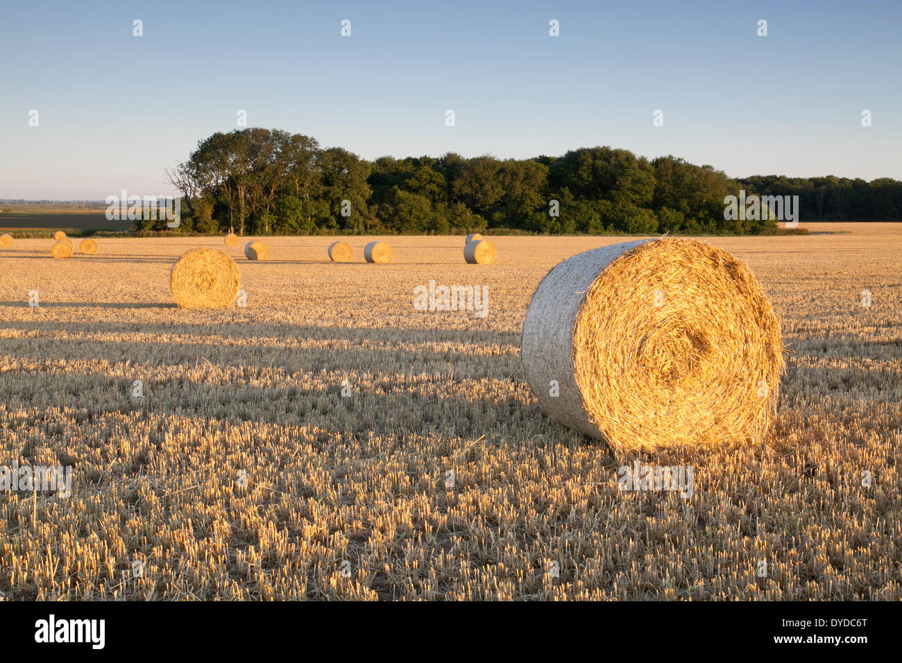 Bottes de foin à Clippesby à Norfolk. Banque D'Images