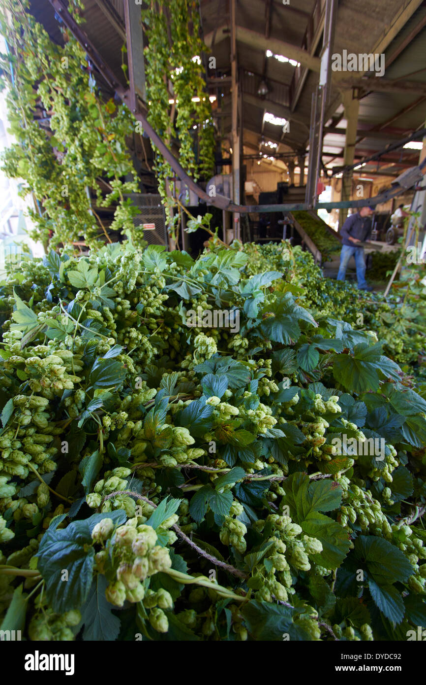 Le traitement des travailleurs dans un houblon hop moderne jardin. Banque D'Images