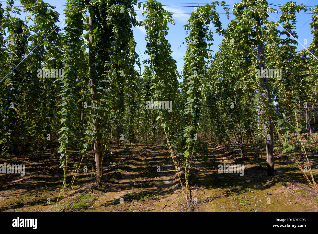 Hop un jardin avant de choisir. Banque D'Images