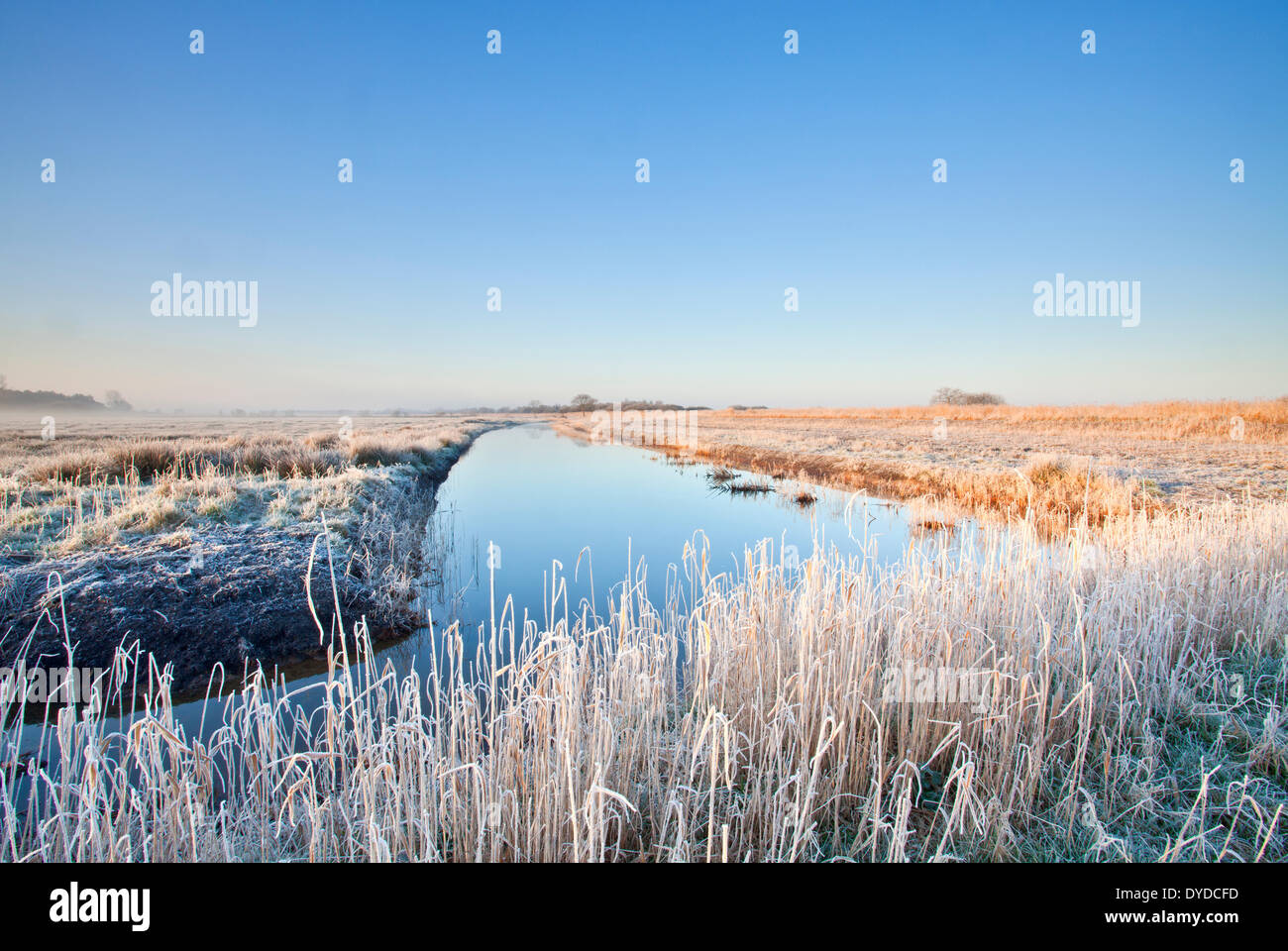 Hoar frosted marécage sur les Norfolk Broads. Banque D'Images