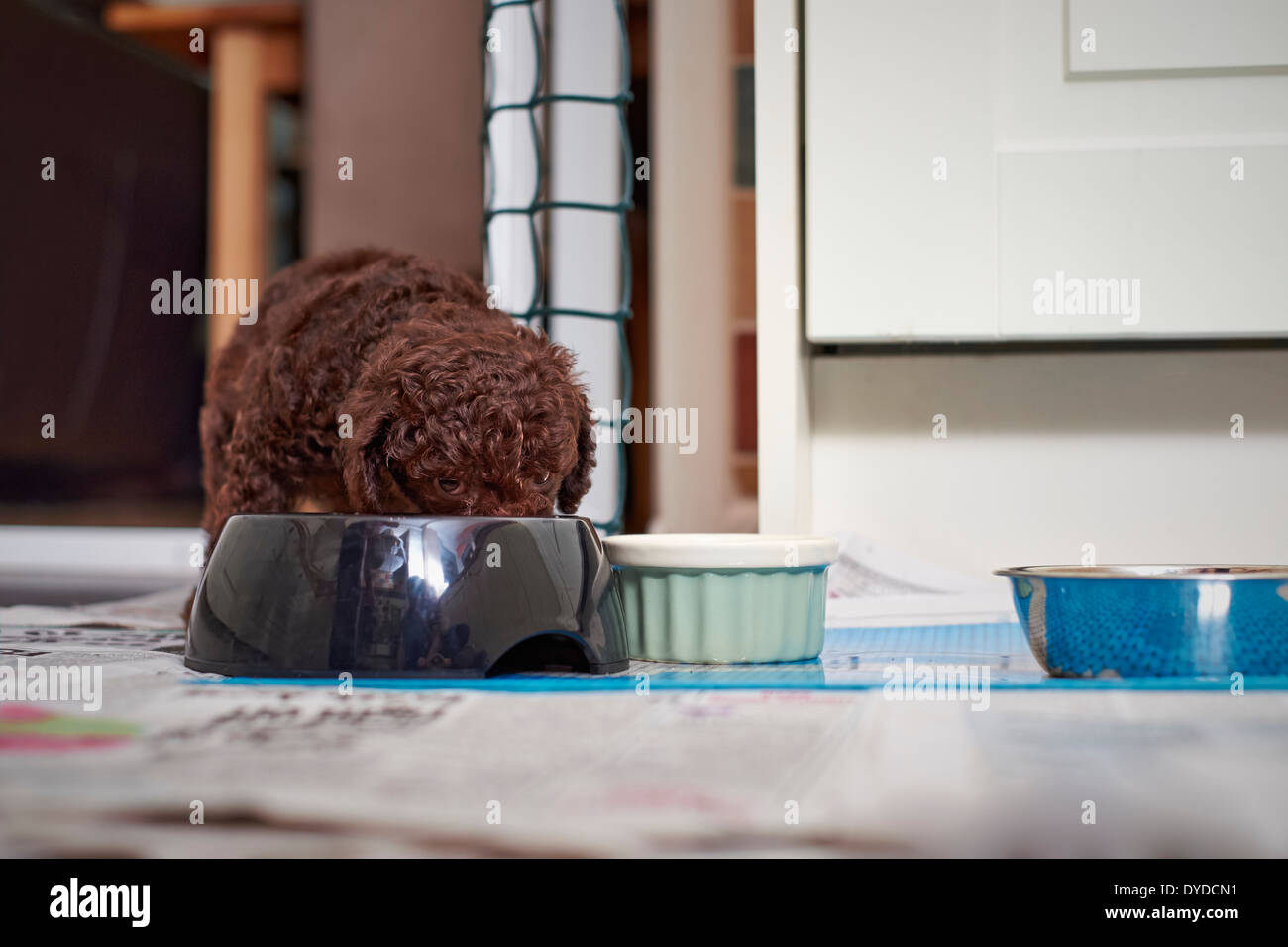 Un chiot caniche miniature de manger son dîner. Banque D'Images